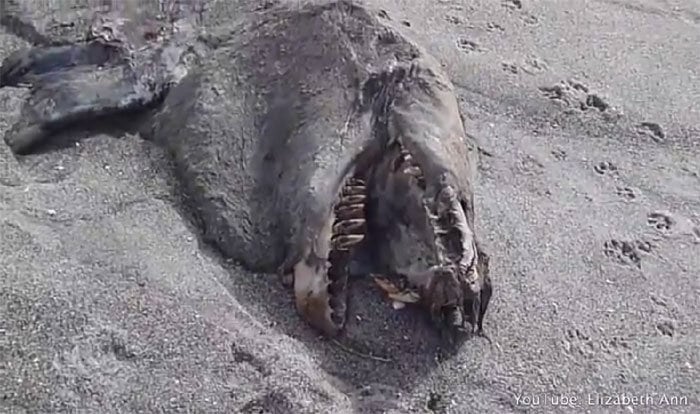 

Elizabeth Ann, a dona
da conta em que o vídeo foi publicado, disse que o bicho tem cerca de 9 metros
de comprimento

