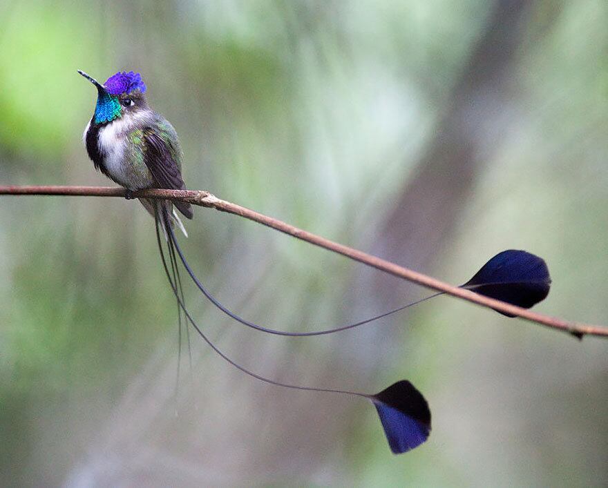 Que coisinha mais pequena e gorda! Vontade de morder. Esse beija-flor é da espécie colibri sílfide e é vinda do Peru
