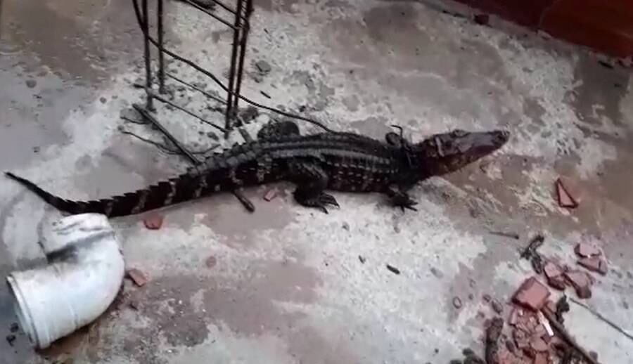 Jacaré foi retirado da residência