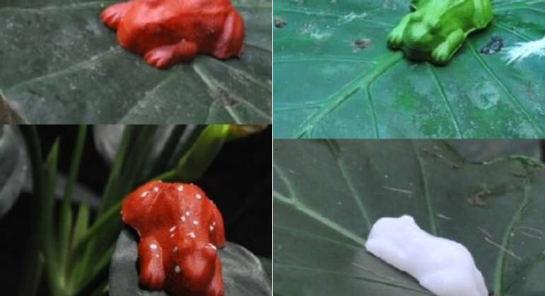 Protótipos de rãs utilizados por pesquisadores