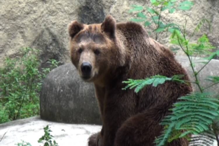 O urso Zé Colmeia foi resgatado pelo Ibama de um circo. Vítima de maus-tratos, ele ficava preso em um recinto pequeno e comia ração de cachorro de péssima qualidade. Ele foi levado para o Jardim Zoológico em 2007. No local, passou a receber cuidados especiais e, hoje, exibe uma pelagem bonita. Infelizmente, Zé Colmeia ainda sofre de transtornos psicológicos devido ao tratamento que recebeu no circo. Ele é acompanhado por uma equipe especial de veterinários para superar os traumas