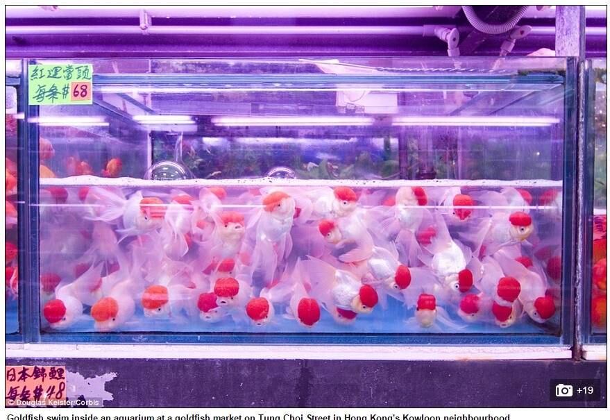 Os mercados operam diariamente a partir das 4 da manhã até o nascer do sol, atraindo diversos turistas e moradores, que costumam procurar as espécies mais coloridas