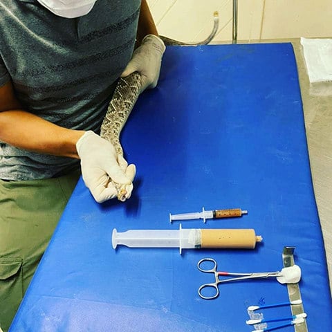 Cobra - De acordo com o Ibama, todas as cobras não peçonhentas (ou seja, não venenosas) podem ser criadas como animal doméstico no Brasil.