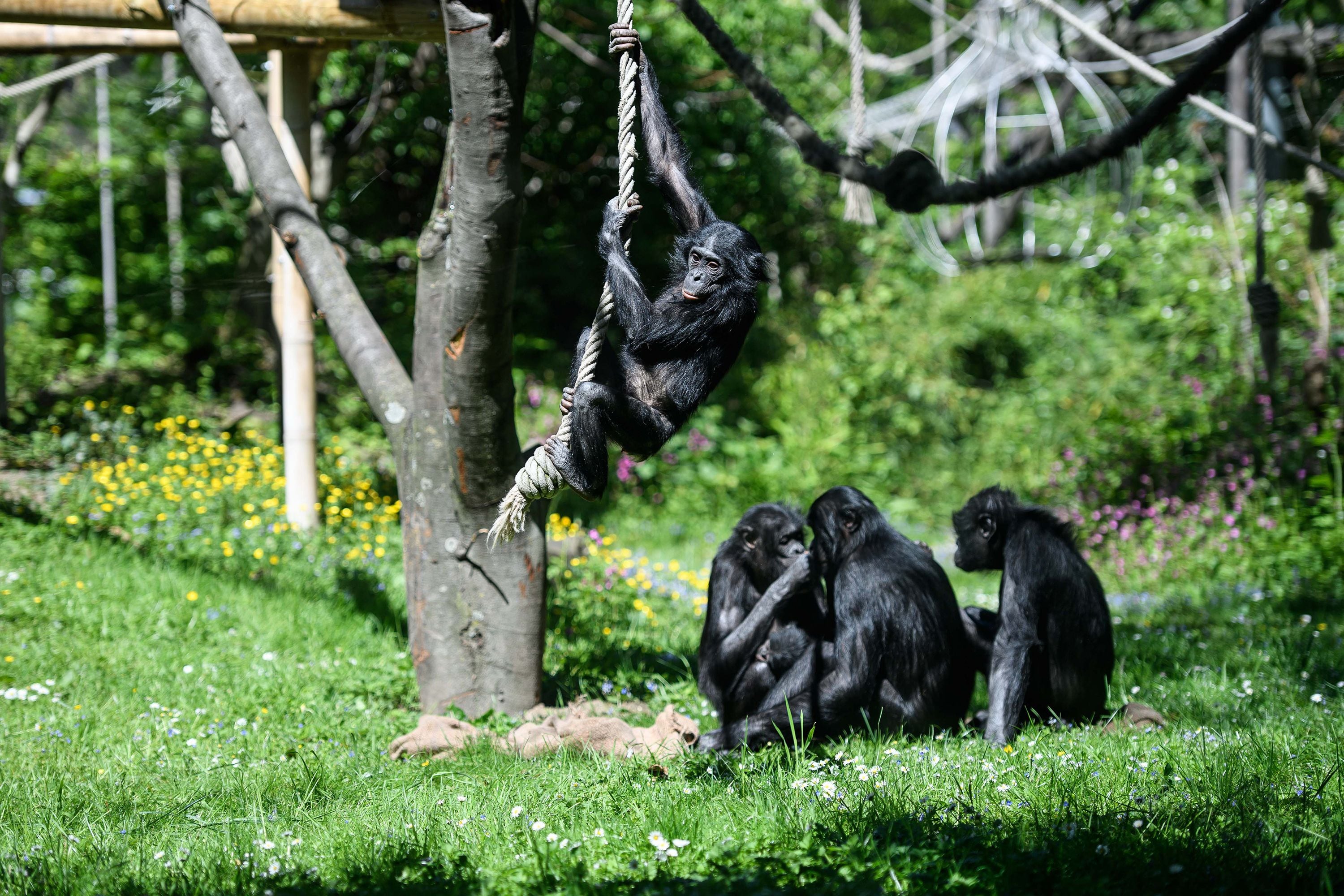 Bonobos em seus habitats durante a reabertura do zoológico de Colônia, Alemanha.