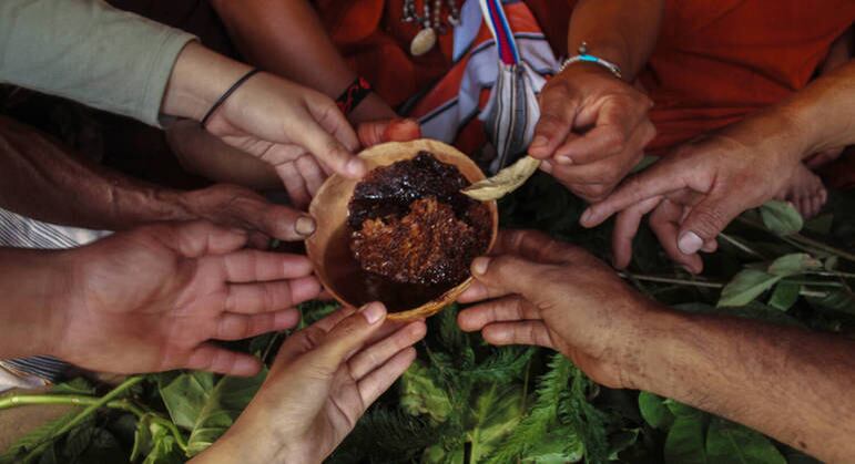 As espécies locais não possuem ferrão e produzem um mel mais líquido e com sabor mais cítrico