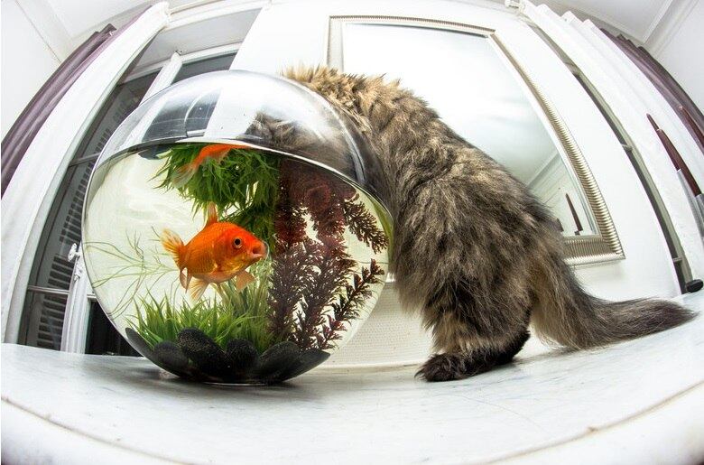 Falando em comida, por pouco esse peixinho não vira jantar! Não fosse o fotógrafo ter tirado a atenção do bichano com a câmera, ele já não estaria mais entre nós. Veja a sequência de cliques