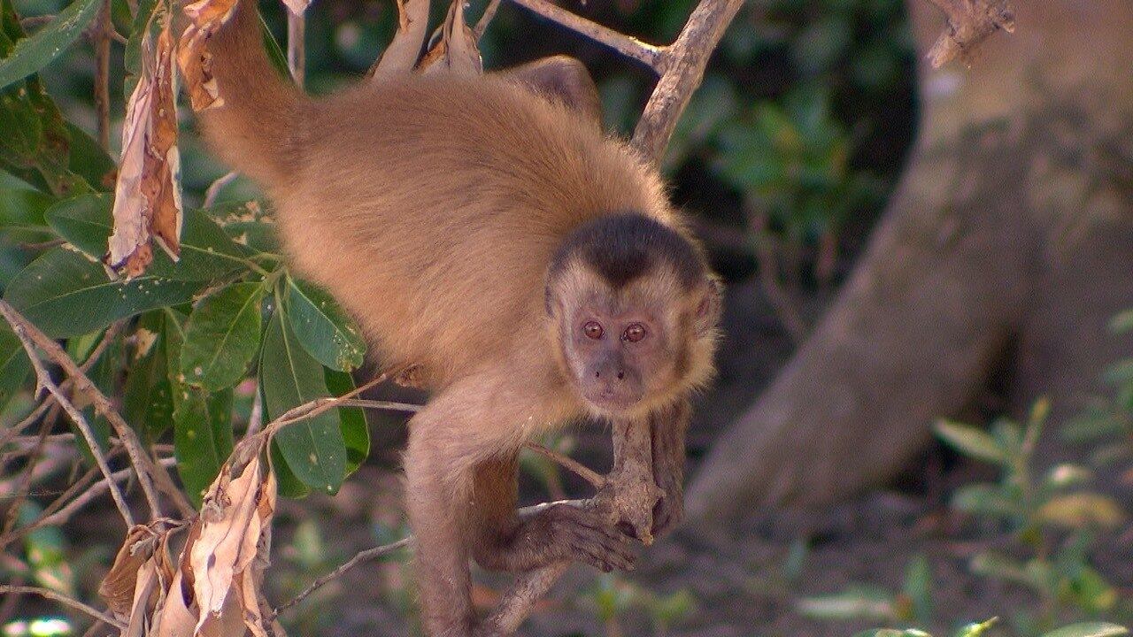 Durante 23 anos, pesquisadora americanos estudaram o comportamento destes animais