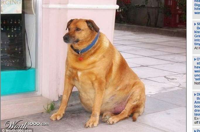 Levar o cachorro para passear seria um desafio e tanto

