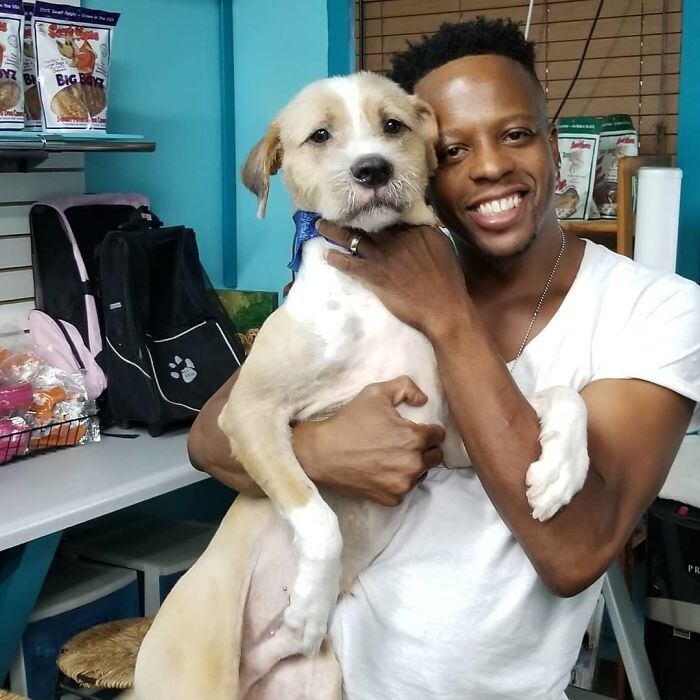 Um yorkie mais um pit bull resultou nesse cãozinho com barbas