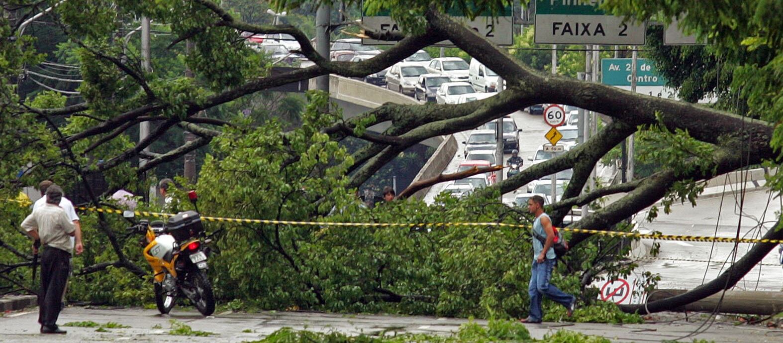 Em épocas de chuva, mapeamento evitaria que tantas árvores doentes caíssem durante o temporal