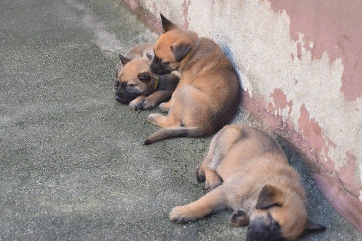 Em breve, recém-chegados vão começar os treinamentos. Desde bem pequenos, os cães do plantel já recebem estímulos dos guardas adestradores para se adaptarem à rotina do grupamento, que começa com brincadeiras até chegar ao aprendizado de comandos de obediência