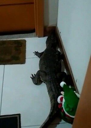 Jacaré entrou em prédio
