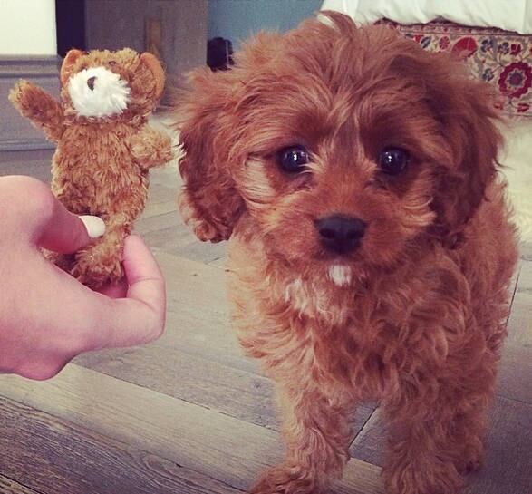 Cachorro Katy Perry, Katy Perry