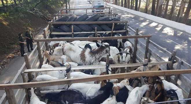 Cerca de 160 carneiros e cabras foram vítimas de maus-tratos