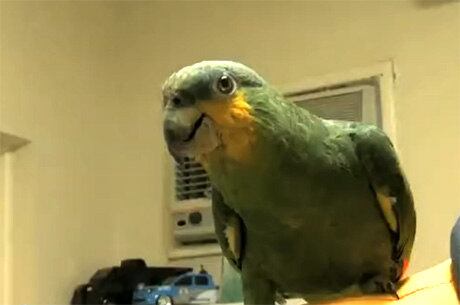 Papagaio apelidado de Raz se tornou o novo mascote da Seop