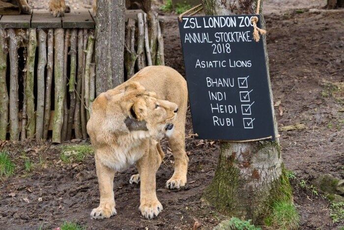A contagem de animais é um evento já tradicional no zoológico londrino. Esta edição acontece menos de dois meses depois de um incêndio destruir vários prédios do zoo e matar pelo menos um porco-formigueiro. Para criar um ambiente festivo, placas com os nomes dos animais foram expostas. Esta leoa parece conferir se o seu nome está na lista
