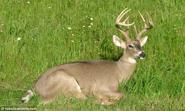 Policiais que reprimem caçadores de animais silvestres decidiram adotar uma nova estratégia: animais robôs que imitam perfeitamente suas contrapartes vistas. Eles são remotamente controlados e possuem câmeras, que gravam a reação e o as intenções de caçadores suficientemente bem para gerar uma prisão