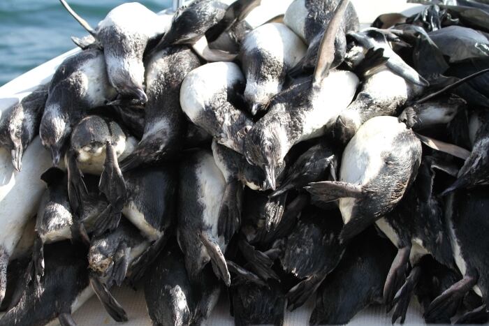 Pinguins encontrados em Florianópolis tinham, provavelmente, menos de um ano