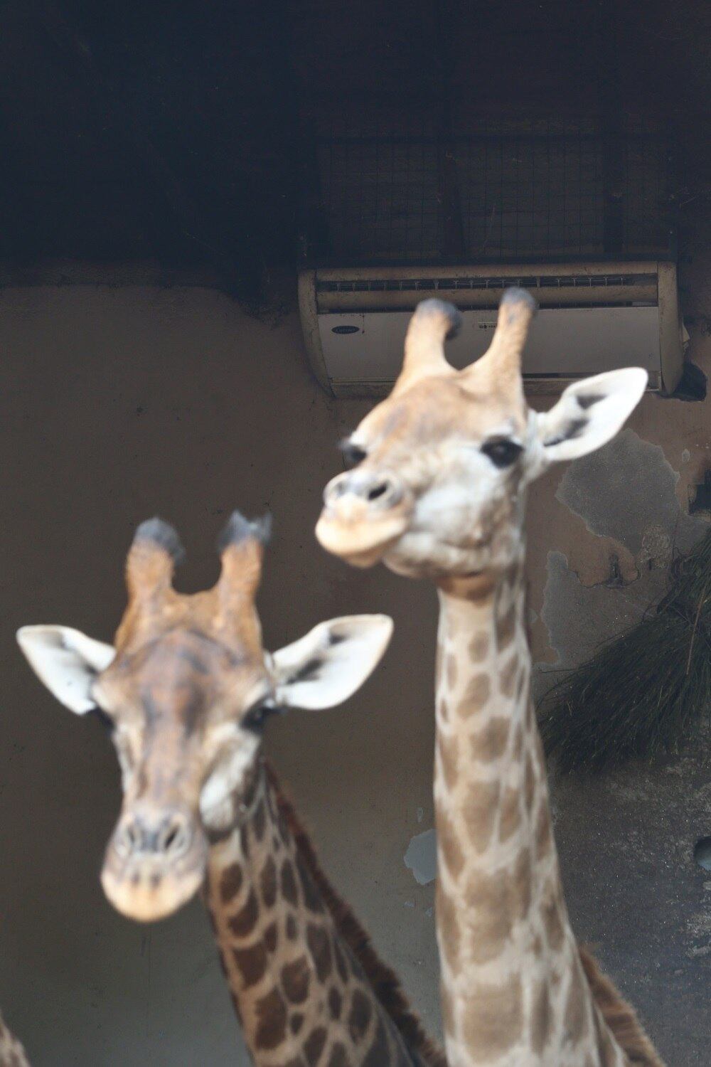 O clima começa a esquentar a partir de hoje (13) e a girafa poderá sair de perto do ar-condicionado. "O pior já está passando. Pode ter um pouco de frio de noite e ao amanhecer, mas não será uma geladeira. As pessoas vão ter a sensação de que o inverno acabou", explica a meteorologista da Climatempo Josélia Pegorim
