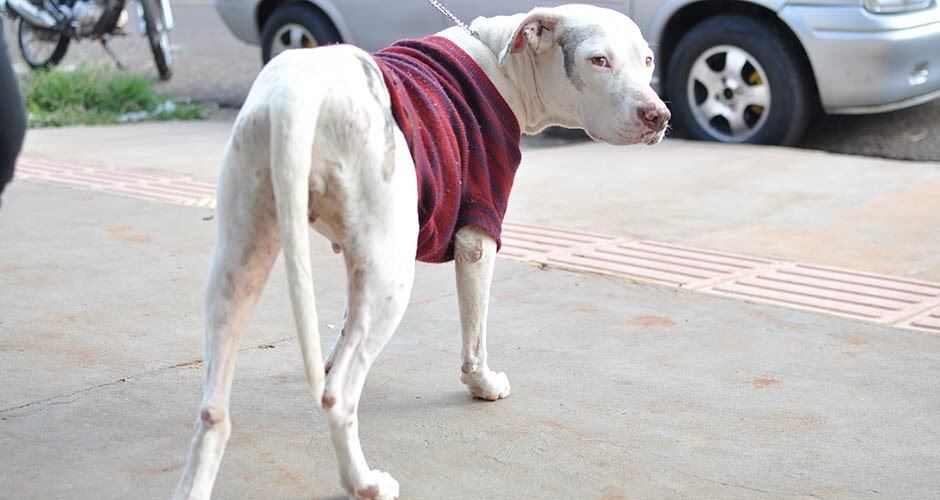 As veterinárias afirmam que esse descaso é comum.
— O que nós queremos dar ênfase é que apesar de ser muito
comum, isso é crime e que quem faz esse tipo de coisa precisa ser punido