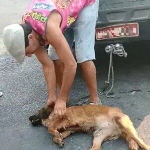 Cadela ficou ferida