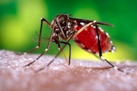 Febre Chikungunya é transmitida pelo mosquito Aedes Aegypti, mesmo transmissor da dengue