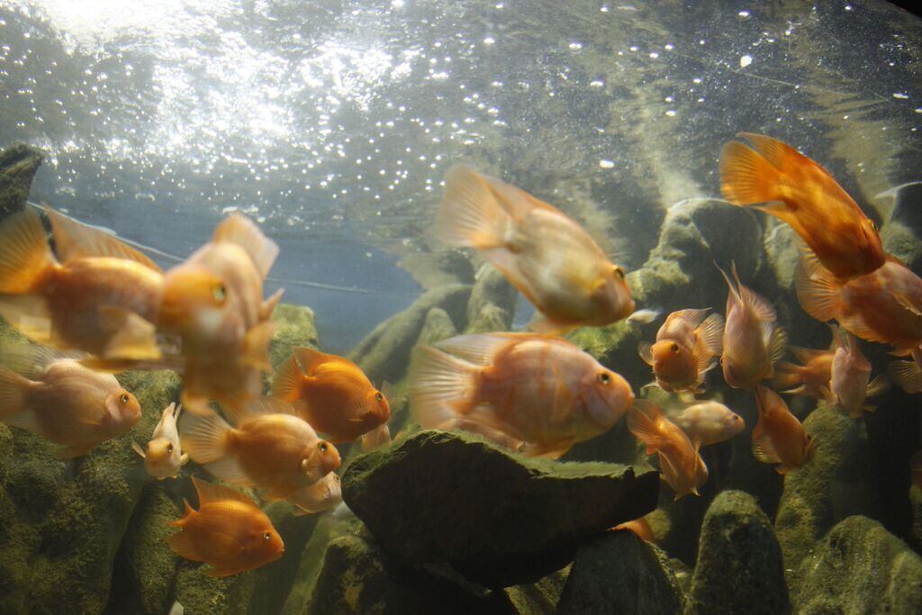  

O local ainda possui um tanque
oceânico e um manguezal que abriga caranguejos e peixes