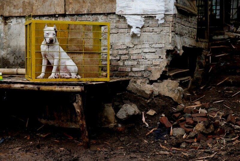 Os participantes dizem que as competições avaliam as
habilidades de agilidade e caça dos cães