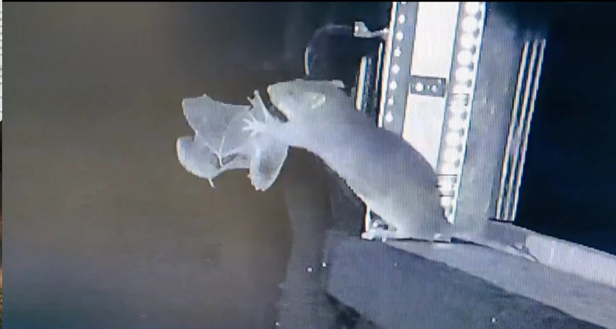 Comportamento reforça a preocupação com o impacto da urbanização sobre a vida selvagem