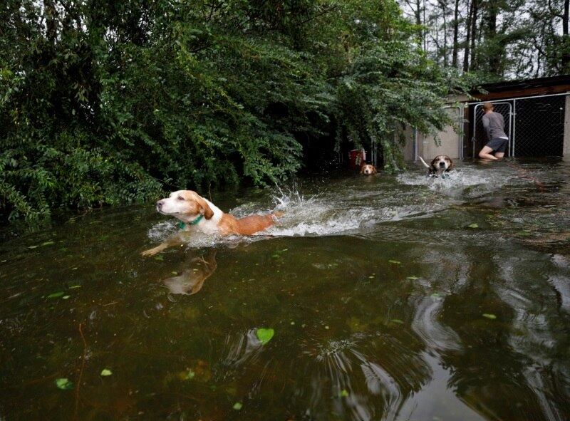 Alguns cachorros foram deixados presos em um canil durante o furacão. O dono dos animais fugiu e os deixou ali. Equipes de resgate os tiraram da casa em Leland

