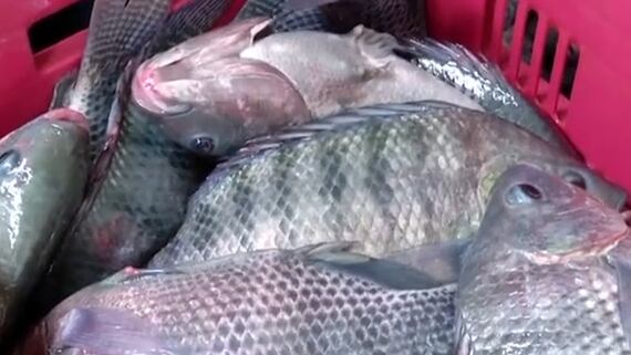 Brasil suspende importação de tilápia do Vietnã por risco sanitário