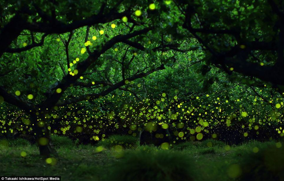 Por isso o trabalho de fotografá-los é levemente difícil, se entendermos que é necessário estar em uma posição afastada