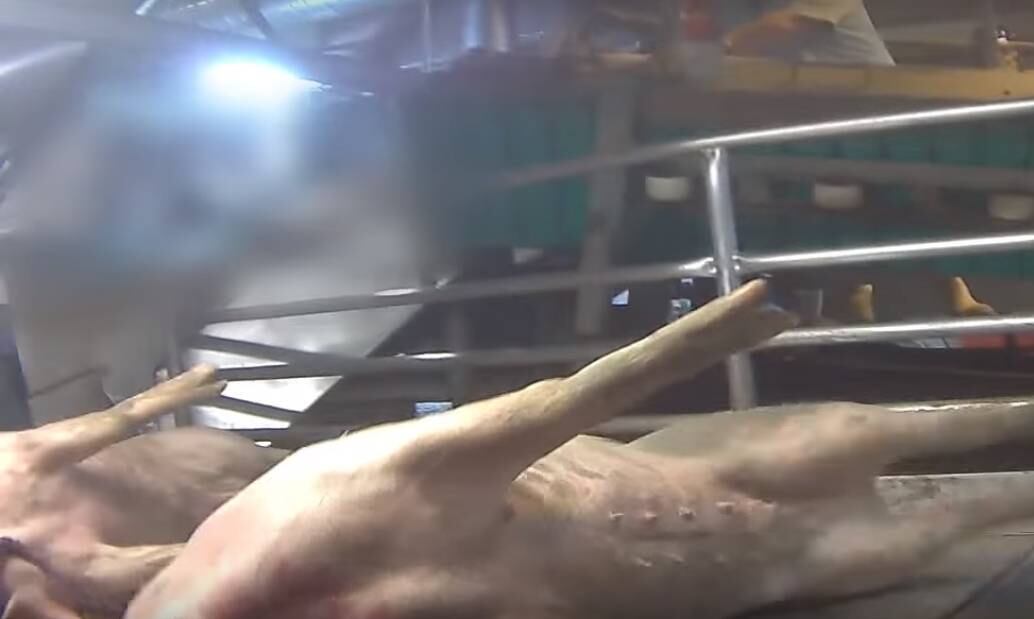 Um funcionário, que aparece com o rosto coberto na imagem, diz que um dos animais que estavam passando pela esteira do abate estava "definitivamente vivo"