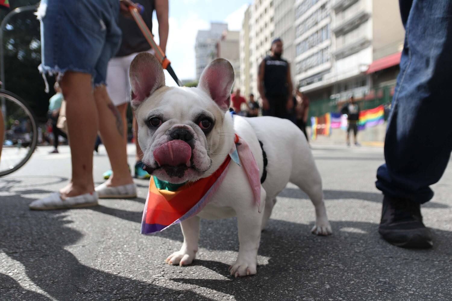 Cachorro com lenço em alusão à bandeira LGBT