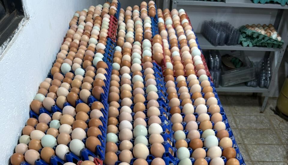 Animais como ratos, pulgas e piolhos foram flagrados em meio aos alimentos na granja