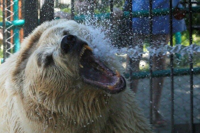 O urso Pamir recebeu um banho com água fria para se refrescar em um dia quente de verão com temperatura em torno de 35°C no zoológico Royev Ruchey em Krasnoyarsk, na Rússia