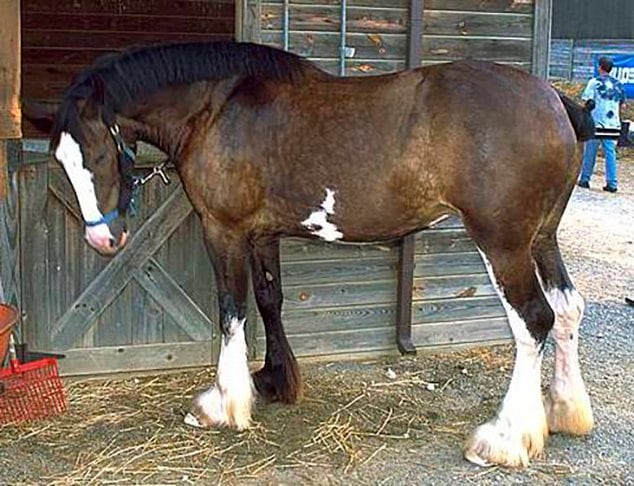 Muito usado como cavalo de tração, também é indicado para equitação terapêutica. Mede, em média, 1.60m de altura. Sua pelagem varia de cor, mas geralmente em tons escuros. Tem temperamento equilibrado. Popular na Austrália, Nova Zelândia, EUA e Canadá.