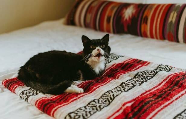 “Quando as pessoas me dizem que sou gentil por adotar um gato com necessidades especiais e que ele tem sorte de me ter, só consigo pensar no contrário, na sorte que eu tenho por tê-lo em minha vida”, disse ela em entrevista ao site People


Leia também: Conheça Gracie, a gata que viralizou na web por parecer uma loba