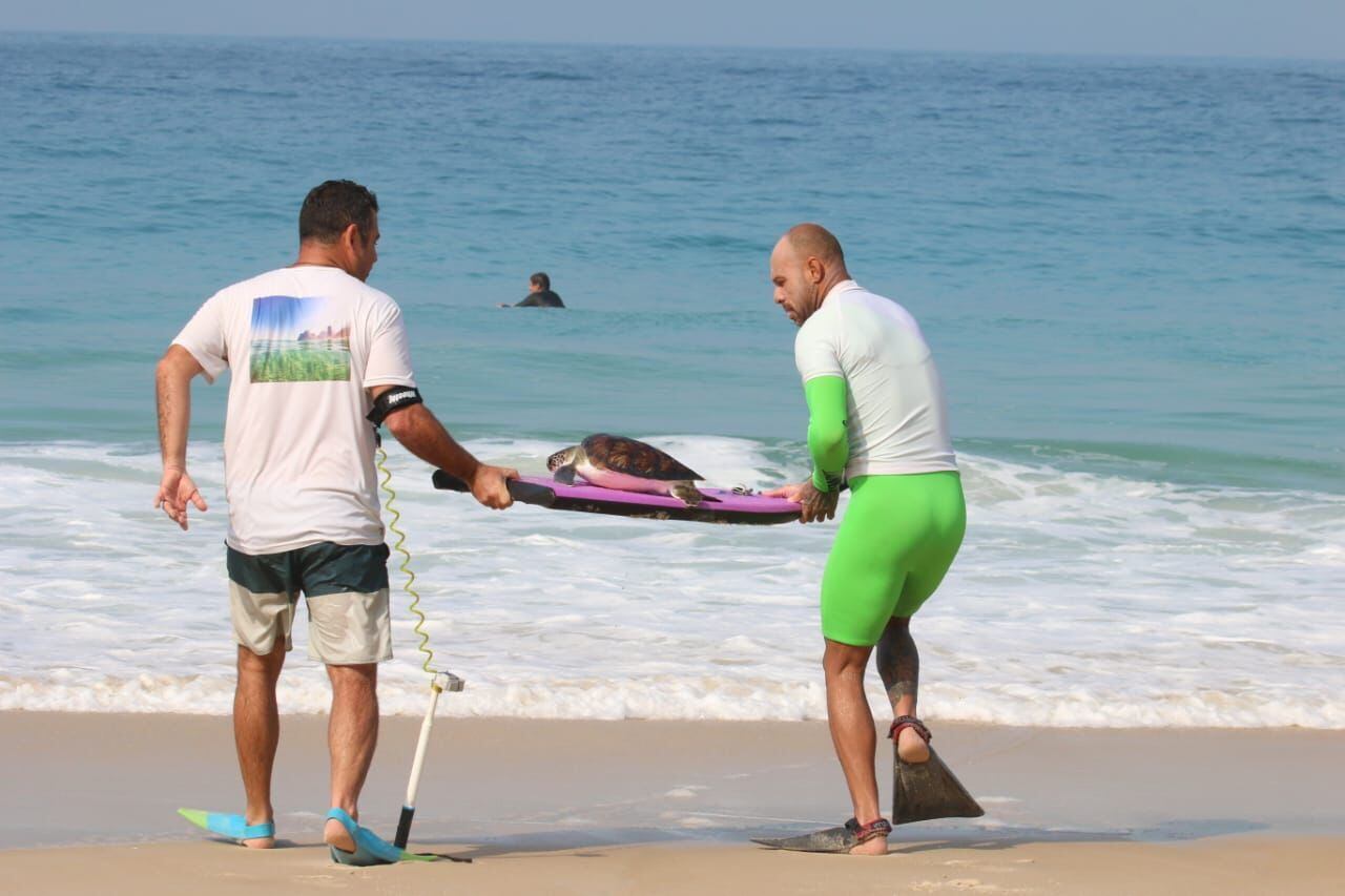 O ativista acompanhou o salvamento. "Abriram a boca da tartaruga, e ela deu uma golfada. Tiveram que ser rápidos, porque ela tem uma mordida forte". Em seguida, os surfistas usaram uma prancha para devolver a tartaruga para a água