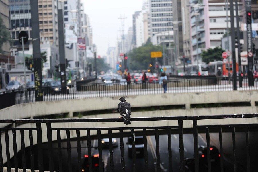 Ver quem está alimentando pombos é uma das novas regras criadas