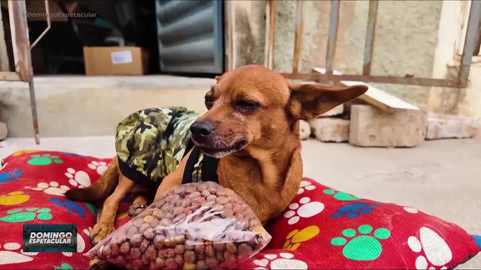 Achamos no Brasil: Cão Toquinho aprende a comprar a sua própria ração