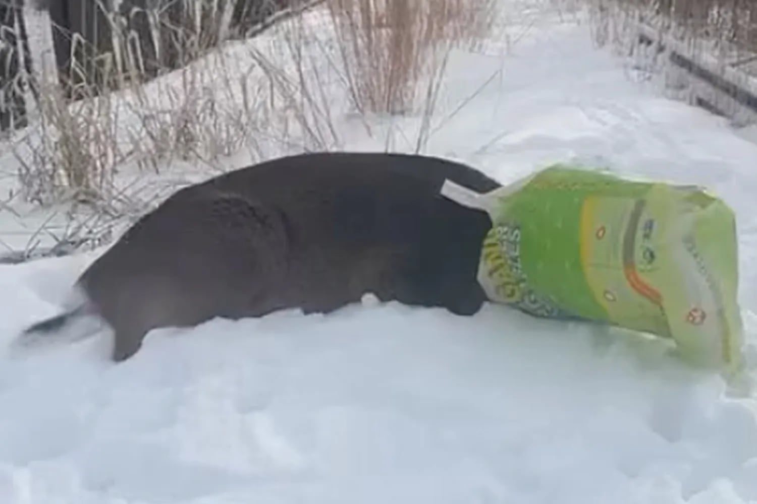 Polícia divulgou um vídeo que mostra o animal deitado na neve
