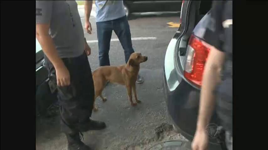 Depois que o suspeito foi colocado dentro da viatura o cachorro pareceu ficar inconsolável. Os policias permitiram que o animal ficasse perto
+ Assista ao vídeo