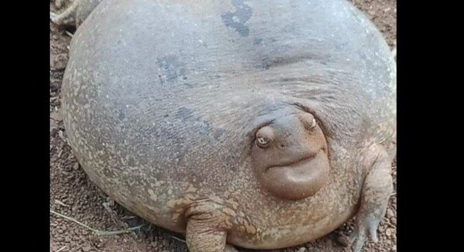 Conheça o sapo que deu origem ao tumulto virtual