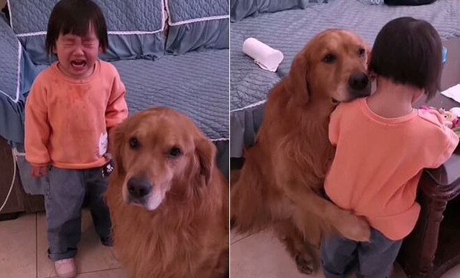 Já sabemos que o cão é o melhor amigo do homem. Mas um flagra feito por uma mãe chinesa mostra como eles podem ser protetores e carinhosos. O golden retriever Harry, de 5 anos, defendeu a pequena You you enquanto a menina tomava uma bronca da família. Veja as imagens
Veja também: Cão veste smoking para conhecer nova família que não apareceu
