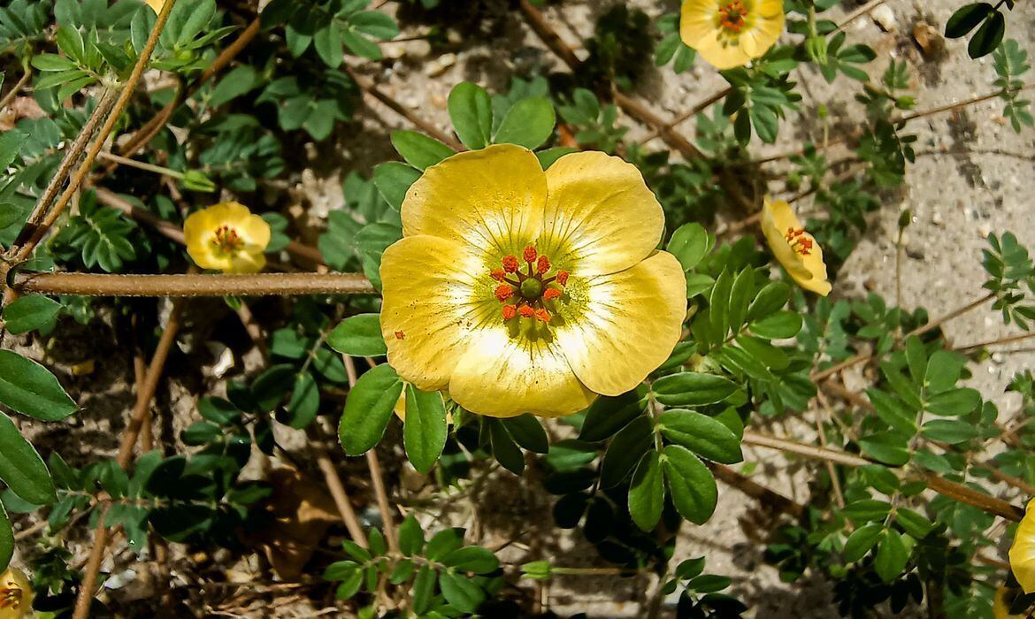 Planta é conhecida como rabo-de-calango