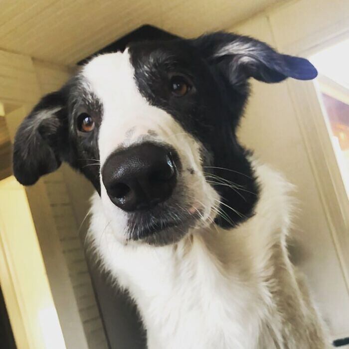 "Eu olhei para ele e soube que era o cachorro certo para escolher. E, pelo olhar que ele me deu, eu sabia que ele pensava que eu era a pessoa certa para cuidar dele", afirma

Veja também: Cachorra amarrada a pedra de rio para morrer afogada é resgatada