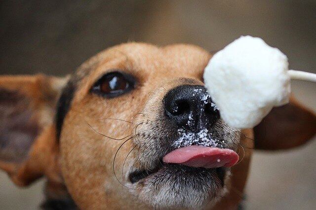 “O picolé é uma maneira de entreter o animal enquanto oferece a ele uma opção para aliviar o calor e o estresse térmico. Mas é preciso saber qual ingrediente, como e quanto oferecer", explica Frederico Fontanelli Vaz, médico veterinário e coordenador do curso de Medicina Veterinária da Faculdade Anhanguera