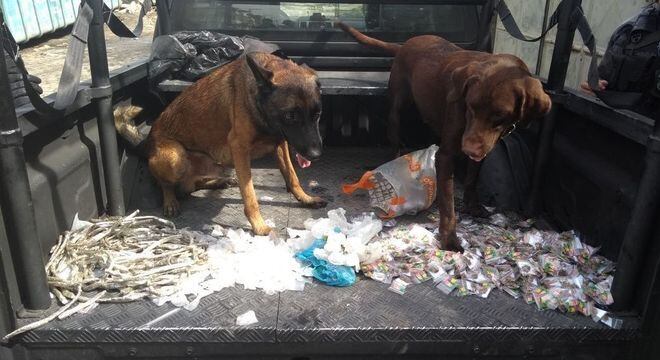 Policiais do BAC apreenderam grande quantidade de drogas