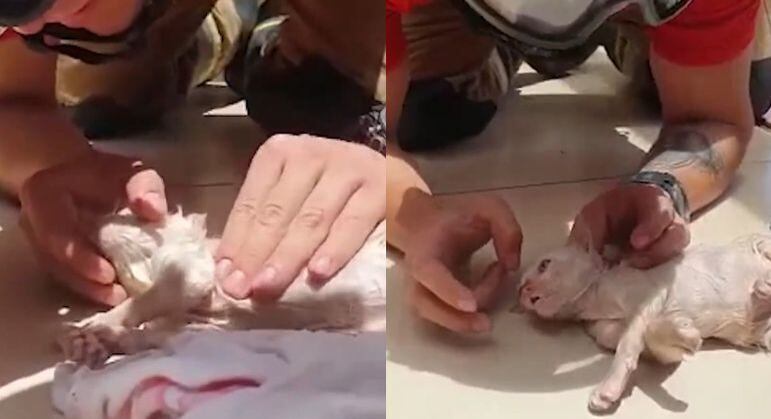Gato resgatado estava preso dentro de um cano de água em Santa Maria (DF)